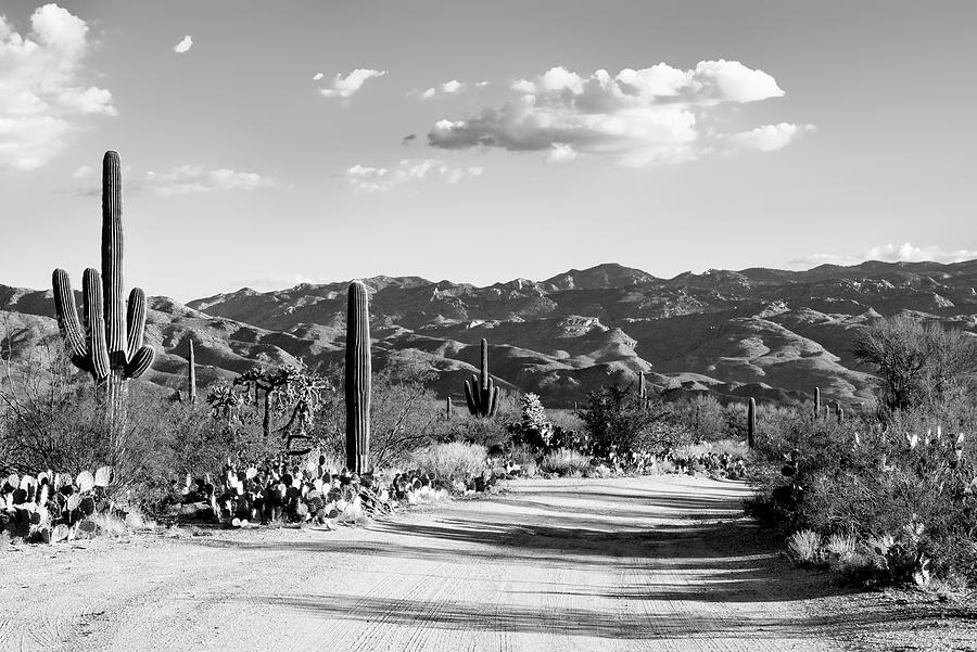 Black Arizona Series - Saguaro National Park Photograph by Philippe HUGONNARD