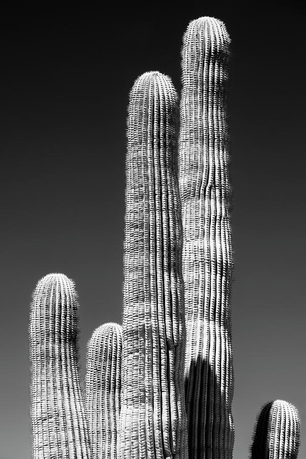 Black Arizona Series - Saguaro Photograph by Philippe HUGONNARD