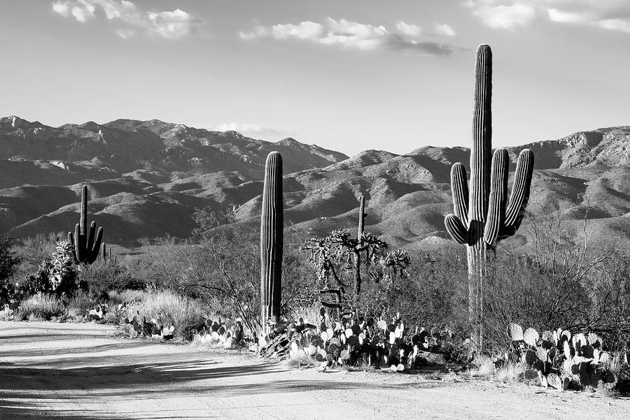 Black Arizona Series - Sentinel of the Southwest Photograph by Philippe HUGONNARD