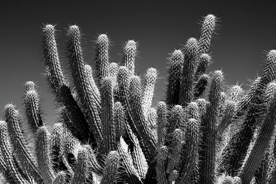 Black Arizona Series - Stenocereus Thurberi Photograph by Philippe HUGONNARD