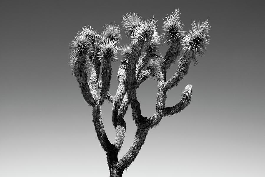 Black Arizona Series - The Joshua Tree Photograph by Philippe HUGONNARD