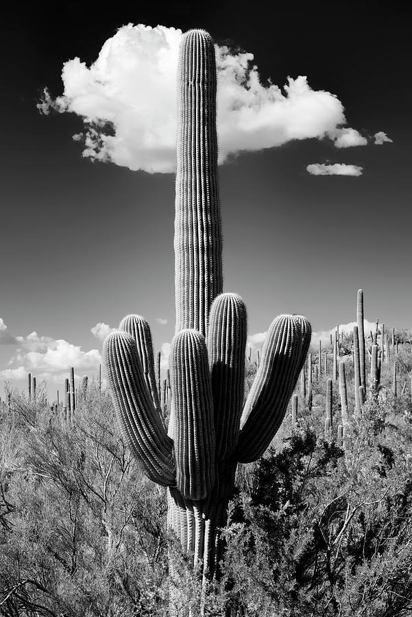 Black Arizona Series - The Saguaro Cactus Photograph by Philippe HUGONNARD