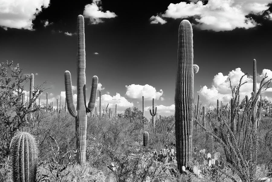 Black Arizona Series - Tucson Saguaro Cactus Photograph by Philippe HUGONNARD