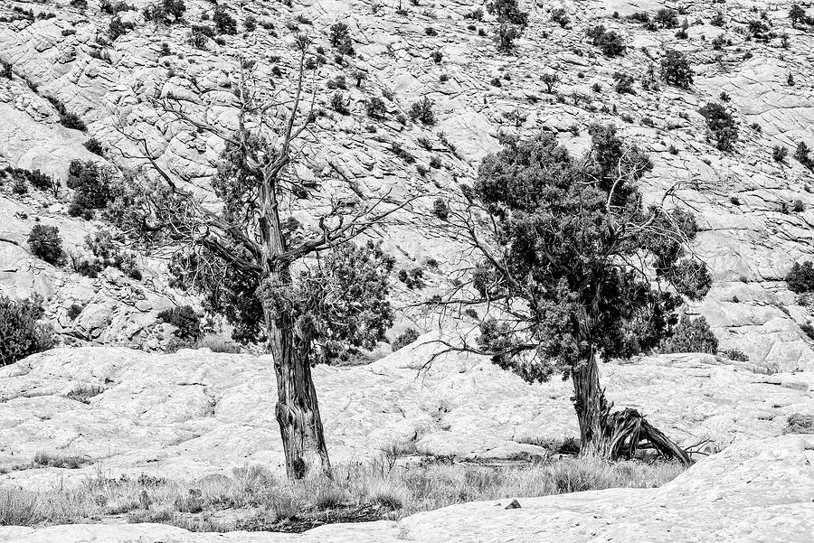 Black Arizona - Two Trees Photograph by Philippe HUGONNARD