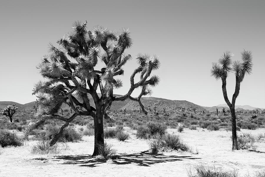 Black Arizona - Yucca Joshua Tree Photograph by Philippe HUGONNARD