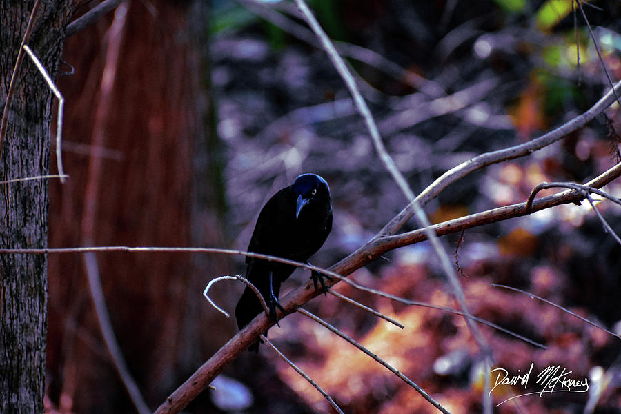 Bird Photograph - Black as Night by David McKinney