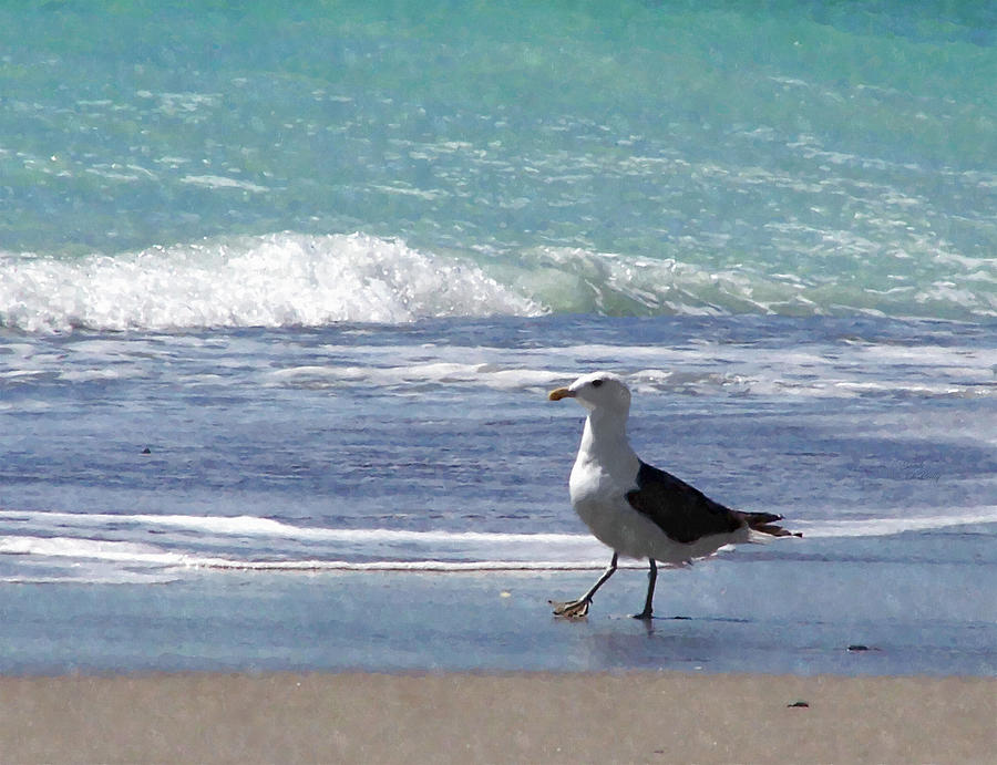 Black-Backed Seagull Strolling Down the Beach Mixed Media by Sandi OReilly