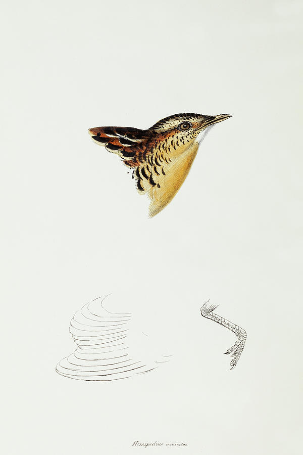 John Gould Drawing - Black-backed Buttonquail, Hemipodius Melanotus by John Gould