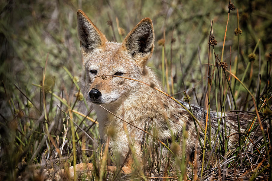 Black-backed Jackal Laying in Long Grass Photograph by Belinda Greb