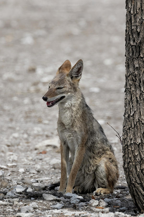 Black-Backed Jackal Looking for a Patch of Shade, No. 2 Photograph by Belinda Greb