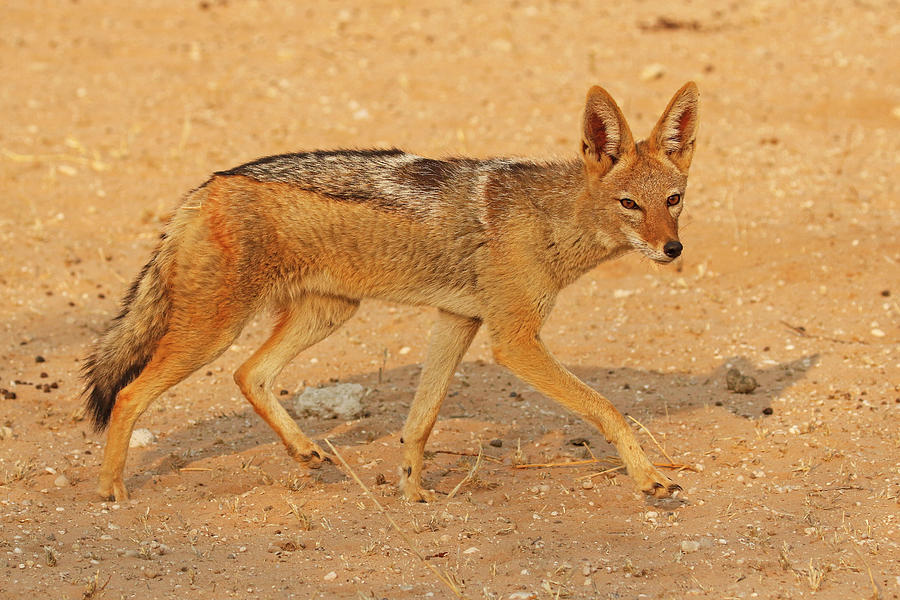 Black Backed Jackal Photograph By Maryjane Sesto - Fine Art America