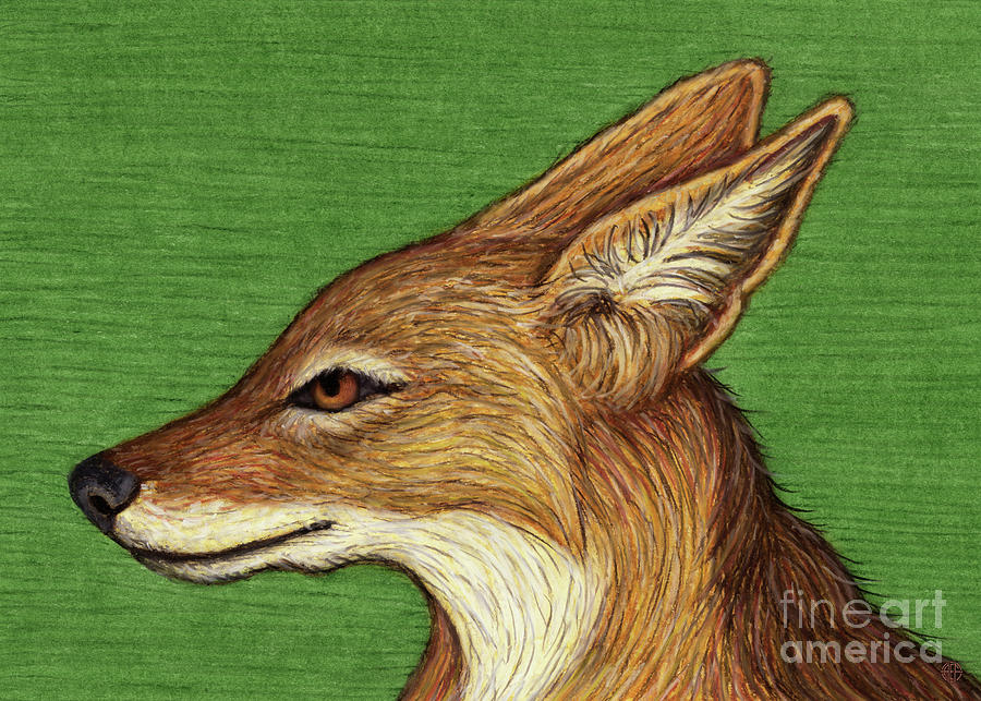 Black Backed Jackal Profile Painting by Amy E Fraser