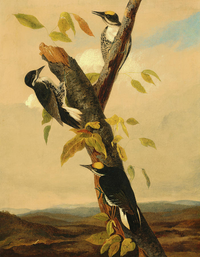 John James Audubon Painting - Black-Backed Three-Toed Woodpecker by John James Audubon