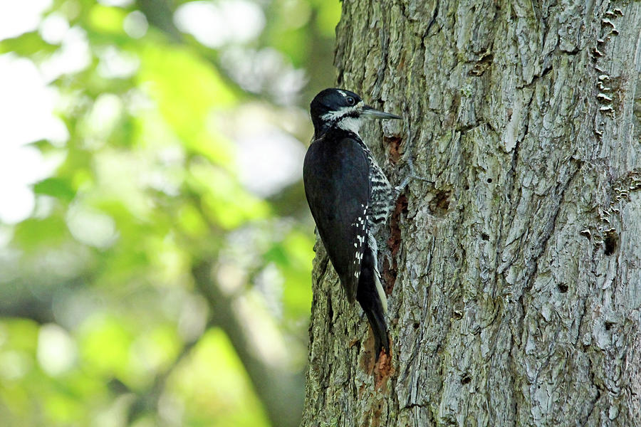 Black Backed Woodpecker Photograph by Debbie Oppermann