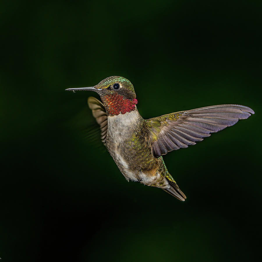 Black Background Hummingbird. Photograph by Paul Freidlund