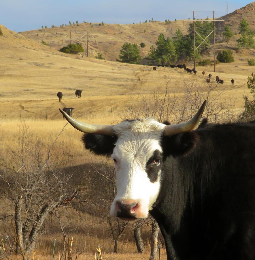 Black Baldy Cow Photograph by Katie Keenan