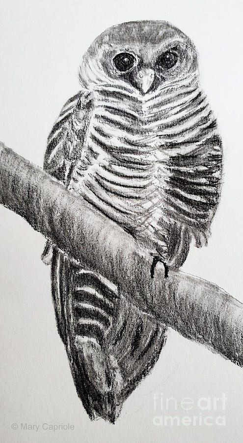 Black banded owl Drawing by Mary Capriole