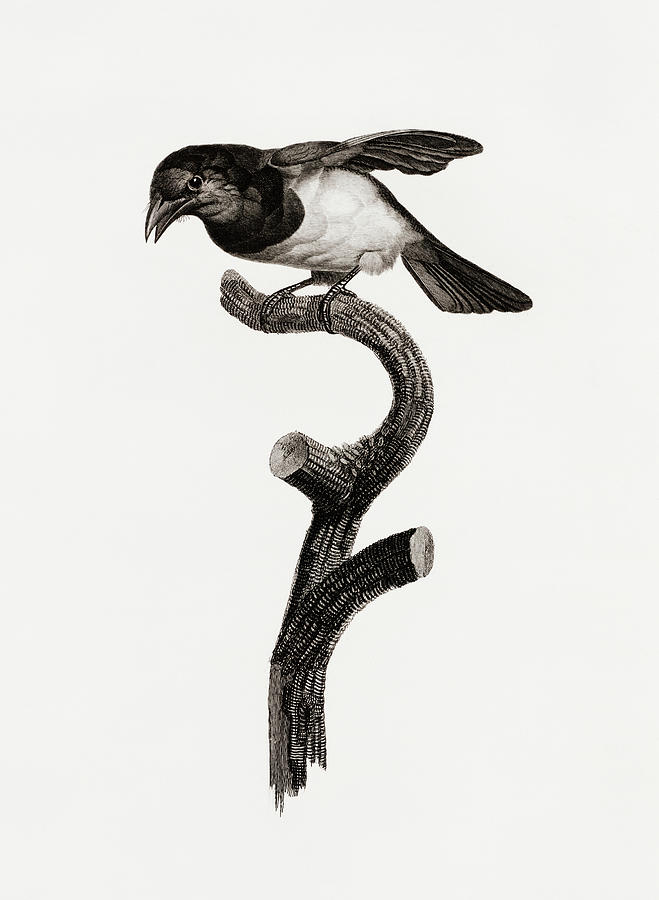 Jacques Barraband Digital Art - Black Barbet -  Vintage Bird Illustration - Birds Of Paradise - Jacques Barraband - Ornithology by Studio Grafiikka
