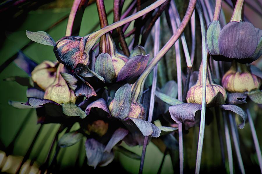 Black Bat Flower Detail Photograph