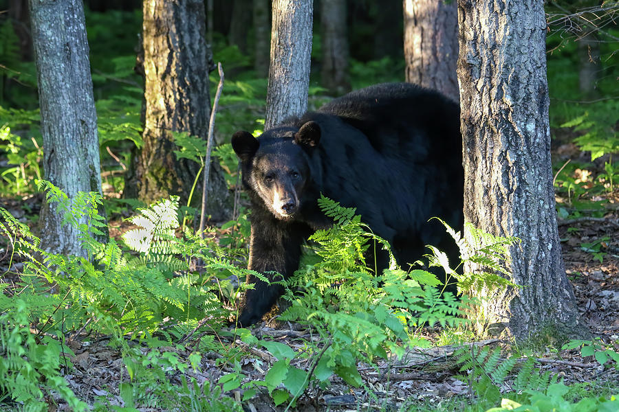 Black Bear 10 Photograph by Brook Burling
