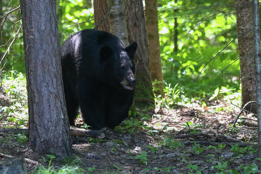 Black Bear 15 Photograph by Brook Burling