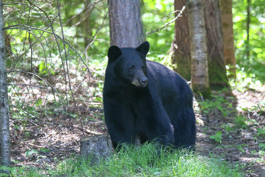 Black Bear 16 Photograph by Brook Burling