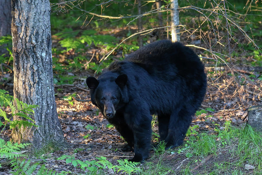 Black Bear 2 Photograph by Brook Burling