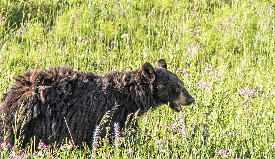Black Bear #2 Photograph by Joe Granita