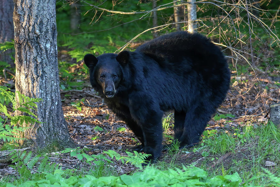 Black Bear 3 Photograph by Brook Burling