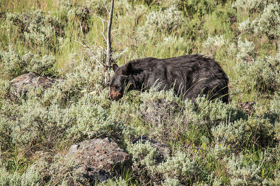 Black Bear #3 Photograph by Joe Granita