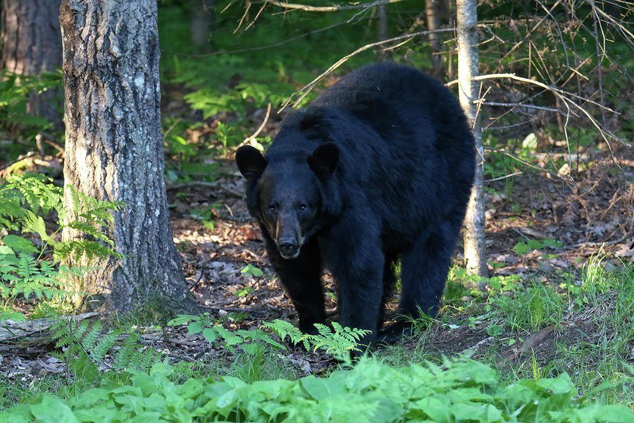 Black Bear 4 Photograph by Brook Burling