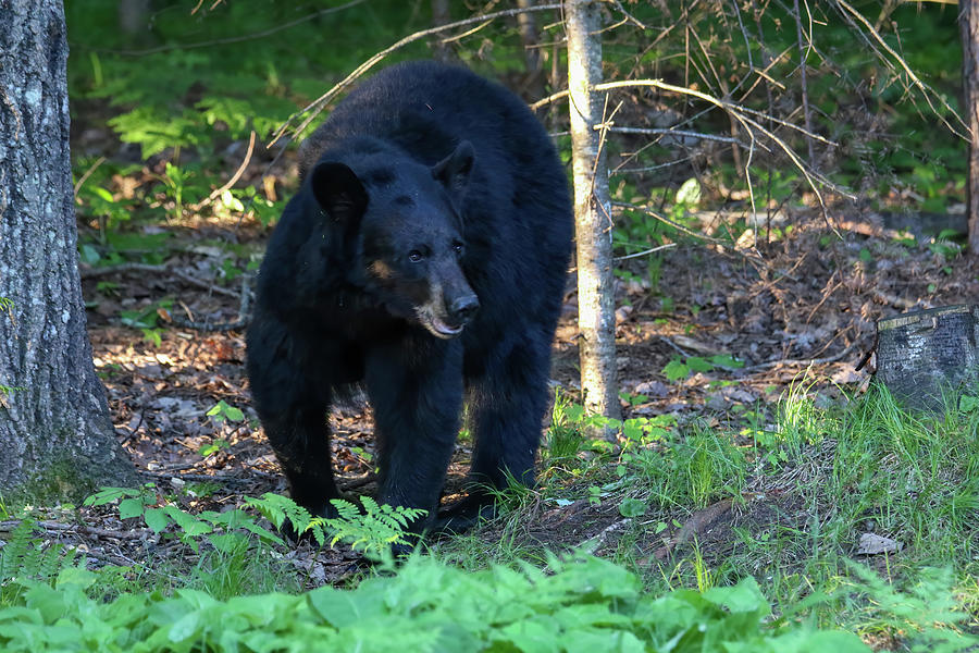 Black Bear 5 Photograph by Brook Burling