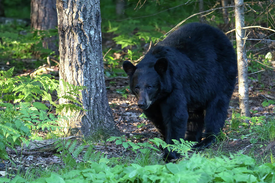 Black Bear 6 Photograph by Brook Burling