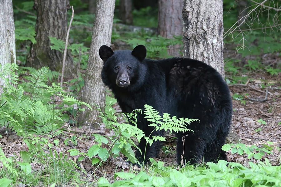 Black Bear 7 Photograph by Brook Burling