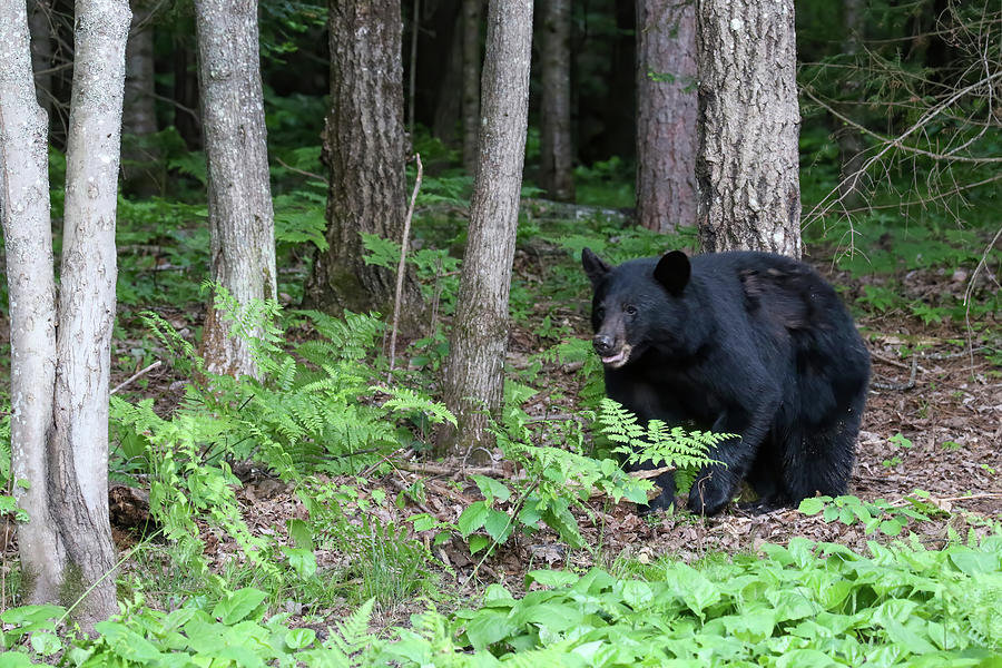 Black Bear 8 Photograph by Brook Burling
