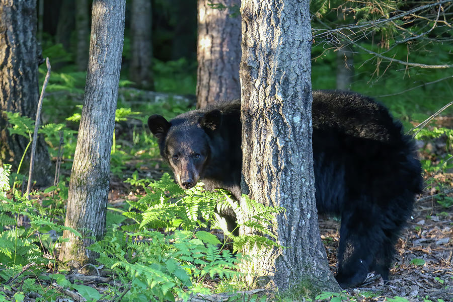 Black Bear 9 Photograph by Brook Burling