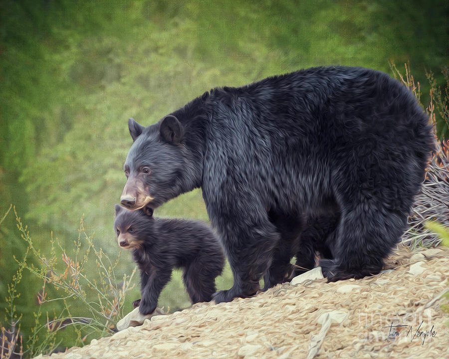 Black Bear and Cub Digital Art by Tim Wemple