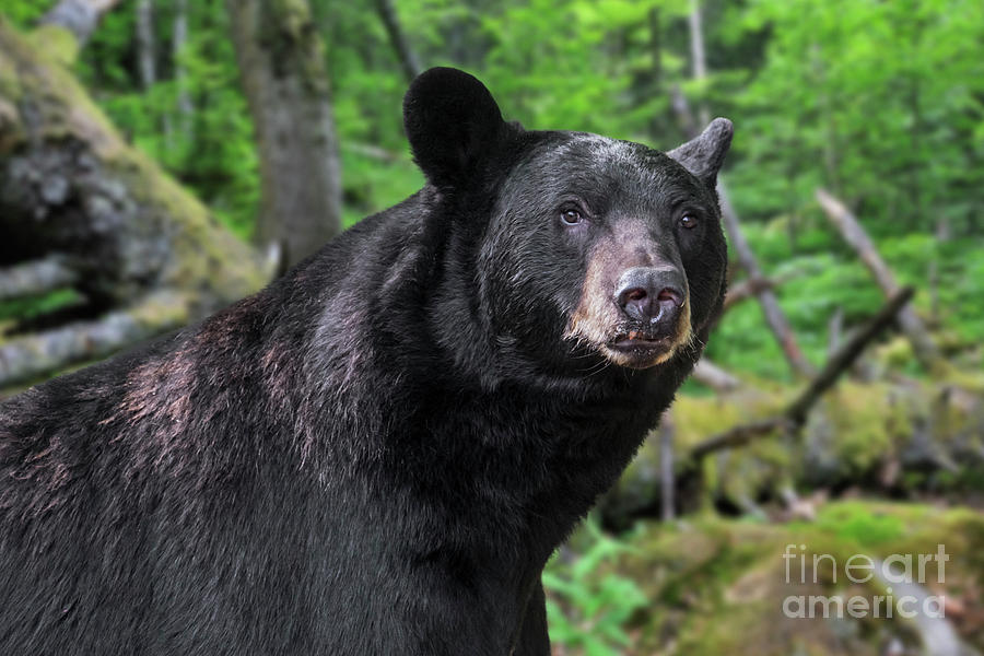 Black Bear And Fallen Tree Photograph