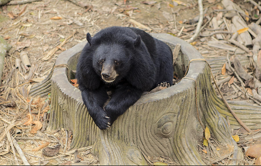 Black Bear Photograph by Aronaze