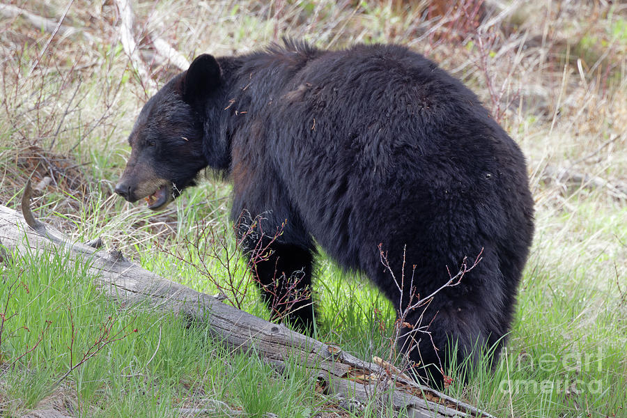 Black Bear at Dunraven Pass Photograph by Natural Focal Point Photography