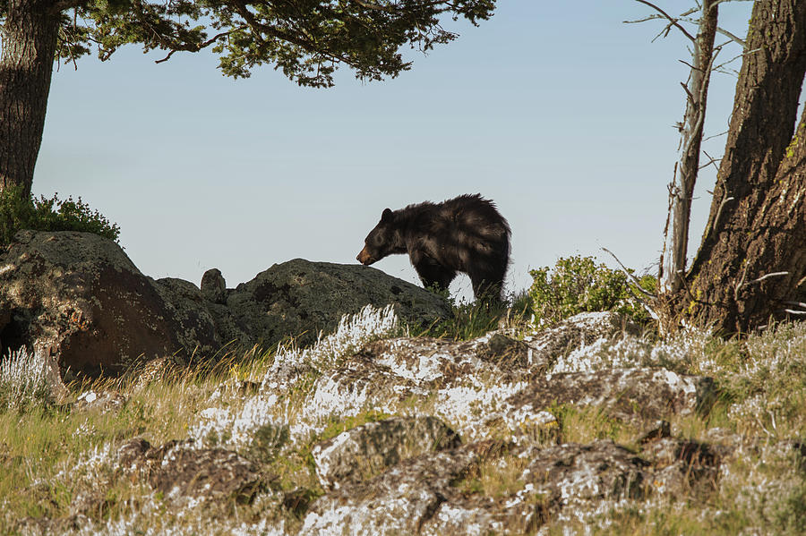 Black Bear At Yellowstone 1 Photograph by Joe Granita