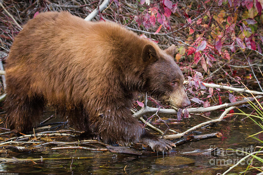 Black Bear Autumn Leaves Photograph by Mitch Shindelbower