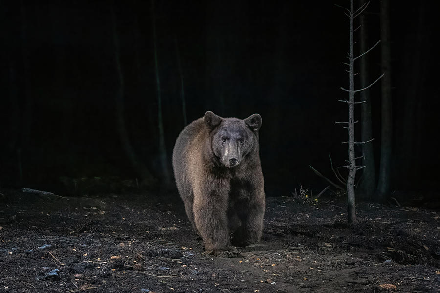 Black Bear, Black Night Photograph by Randy Robbins