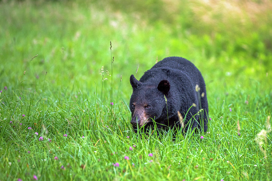 Black Bear Boar Photograph by Robert J Wagner