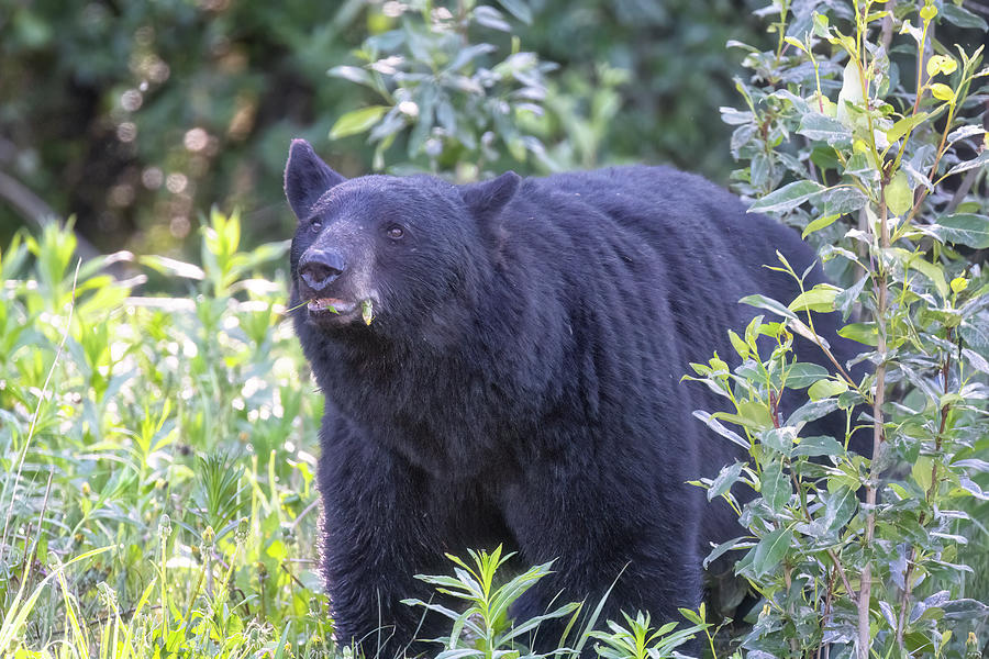 Black Bear Breakfasting on Dandelions by the Side of the Road Photograph by Belinda Greb