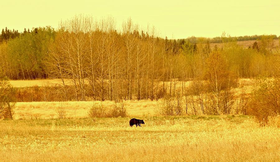 Black Bear Photograph by Brian Sereda
