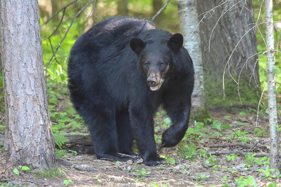 Black Bear Photograph by Brook Burling