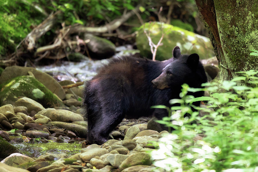 Black Bear - Cades Cove Stream Photograph by Susan Rissi Tregoning