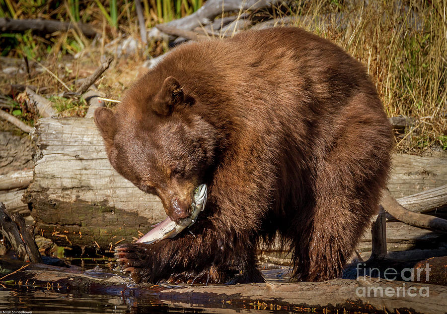 Black Bear Catching Salmon Photograph by Mitch Shindelbower