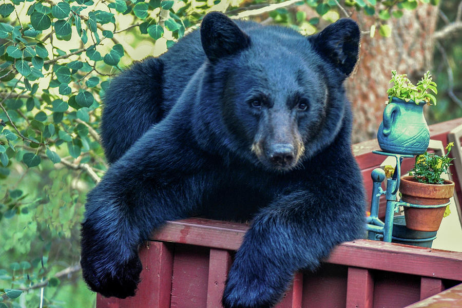 Black Bear - Chilled Out Photograph by Marilyn Burton